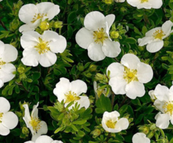 Лапчатка Абботсвуд (белые цветки) H20-40 3л